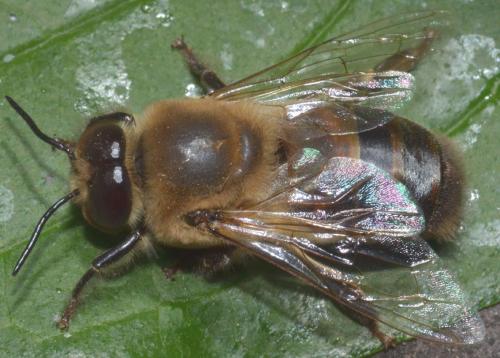 Réf. 259 047 : Apis mellifera